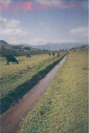 Figura 7- Canal 3 após limpeza,março de 2004. Várzea do córrego  Piranguçu, Itajubá, MG 