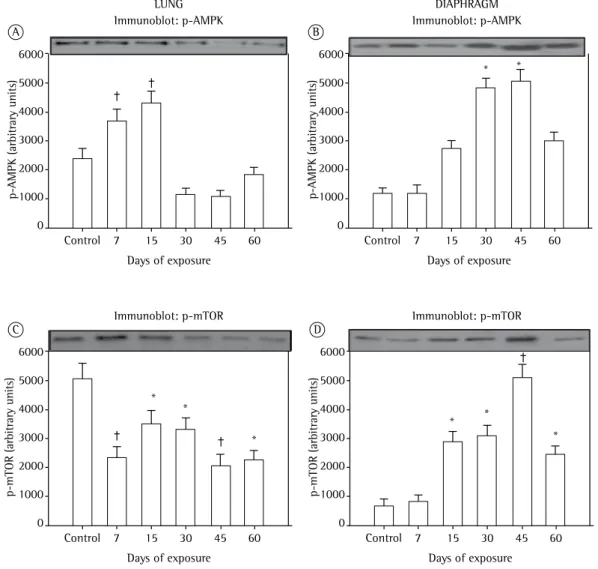 Figure 5 - In A and B, mean ± SEM for phosphorylated AMP-activated protein kinase (p-AMPK) expression  in lung tissue and diaphragm muscle, respectively