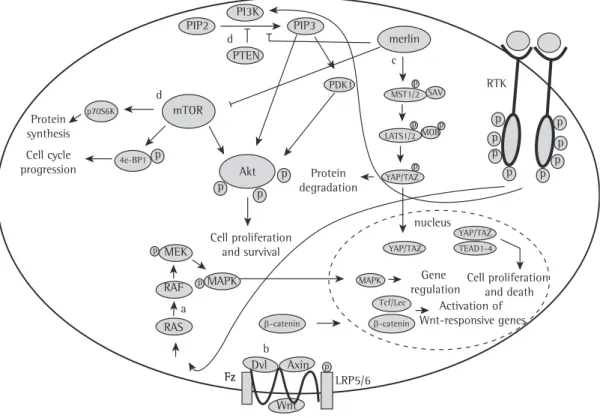 Figure 3 - Biochemical pathways most commonly altered in malignant mesothelioma. In a, receptor tyrosine  kinases are frequently activated in malignant mesothelioma, thus increasing the Ras and PI3K pathways