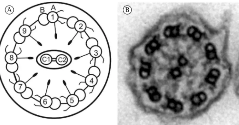 Figure 1 - Schematic illustration and electron micrograph of a normal airway  cilium. In A, schematic illustration of an axial section of a normal cilium in a  ciliated airway epithelial cell, in which the peripheral microtubular doublets  (comprising the 