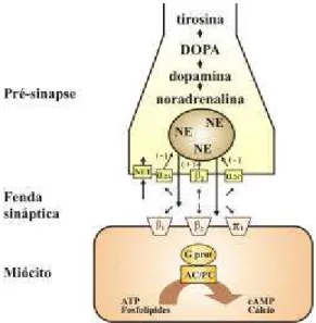 FIGURA 1 –  Diagrama da síntese do neurotransmissor adrenérgico (NE – norepinefrina)  na terminação nervosa simpática cardíaca, dos receptores pré e pós-sinápticos e dos  terminais pré-sinápticos do “tipo 1”