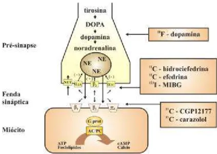 FIGURA 3  –  Esquema da terminação simpática cardíaca no miocárdio, evidenciando o  local de captação dos radiotraçadores análogos à dopamina, à norepinefrina (salientando a 