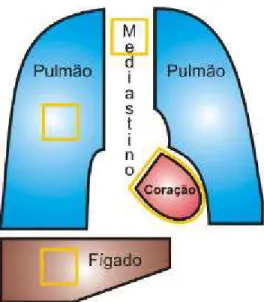 FIGURA 4  - Visão esquemática de imagem cintilográfica planar do tórax, na posição  anterior, com definição das regiões de interesse (RI) de 25 pixels 2 , posicionadas sobre o  mediastino, pulmão direito e fígado e RI do coração traçada à mão livre