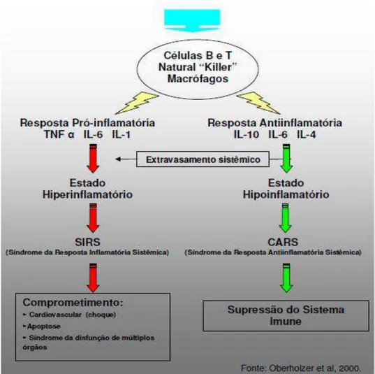 Figura  2  -  Esquema  que  ilustra  o  balanço  entre  mecanismos  inflamatórios  vs 