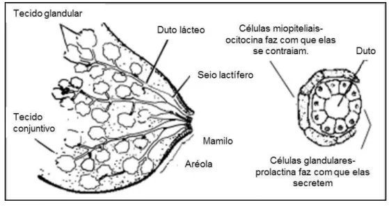 FIGURA 2.5  – Anatomia da mama.  FONTE: Ministério da Saúde (2001) 