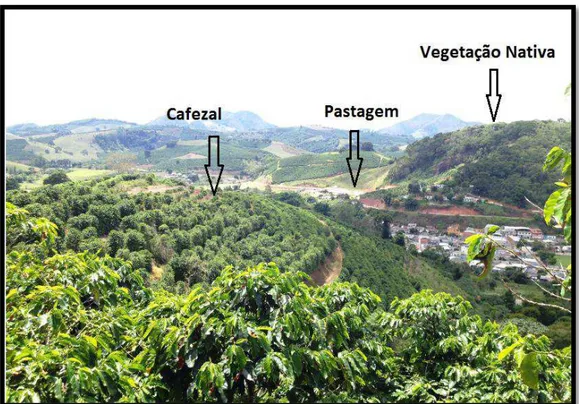 Figura 7. Visão geral da vegetação local na qual se percebe gramíneas utilizadas para pastagem, cultivo  de café e vegetação nativa