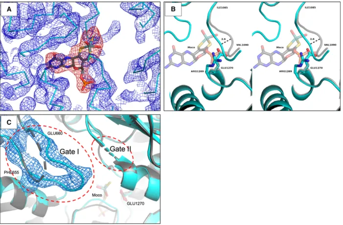 Fig. 1. Selected representations of the hAOX1-G1269R crystal structure (cyan) superimposed with the hAOX1 WT structure (grey): (A) attempt to model the Moco cofactor: 2mFo-DFc electron density maps represented in blue with contour level ( r ) of 1.0 and ne