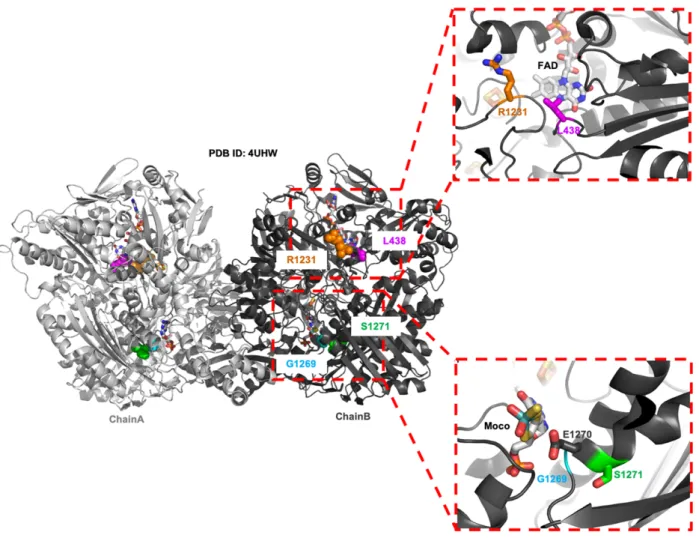 Fig. 2. Overall structure of hAOX1 with location of the four SNPs of this study: G1269R and S1271L close to the Moco active site (lower panel) and L438V and R1231H at the entrance of the FAD pocket (top panel).