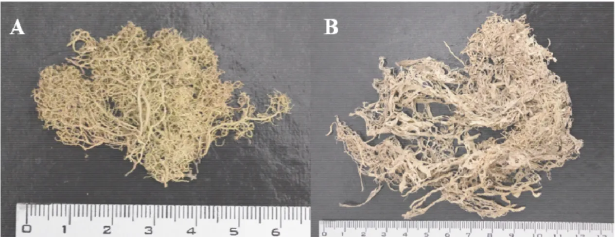Figura 6. Talos dos fungos liquenizados coletados no Deserto do Atacama. A Usnea sp. e B 