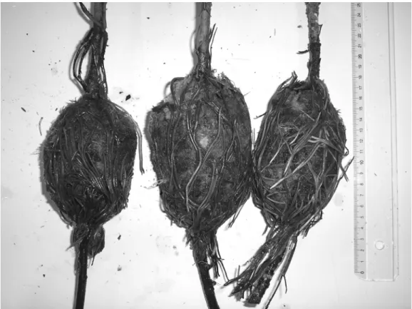 Fig. 4.  Rooting on three air layered branches from a single tree of Prunus azorica, obtained with the  application of three IBA concentrations (0, 2500 or 3000 mg/L, from left to right), after 12 months 