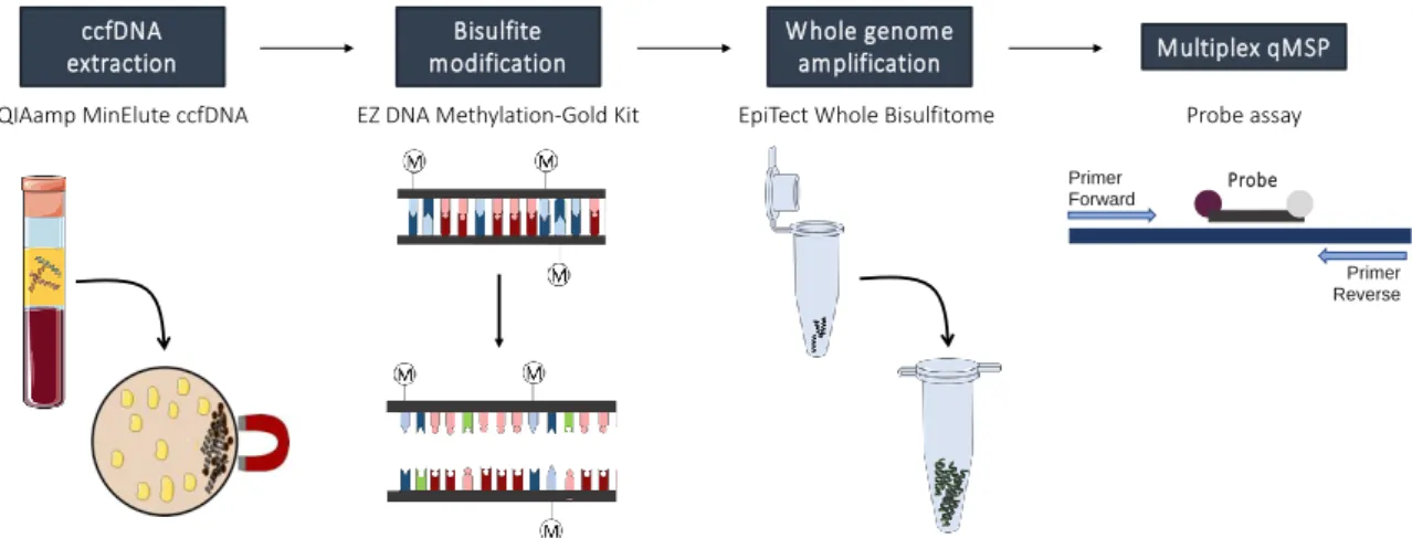 Figure 6. Overview of the techniques performed. Circulating cell-free DNA (ccfDNA) was extracted  from plasma samples using a kit based on the concentration of ccfDNA onto magnetic beads