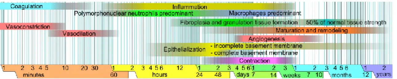 Figure 2. Chronological representation of the phases of wound healing. Adapted from Häggström et al., 2010