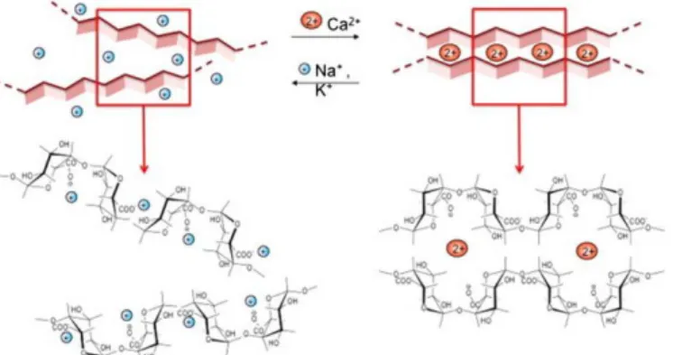Figure 5. Schematic representation of an ―egg box‖ structure formation in the presence of Ca 2+ 