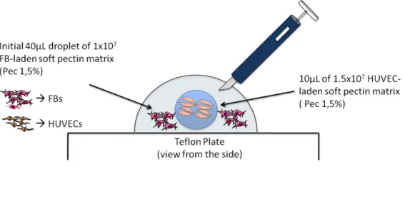 Figure 6.  Schematic representation of the 3D HUVEC:FB co-culture spatial patterning embedding process