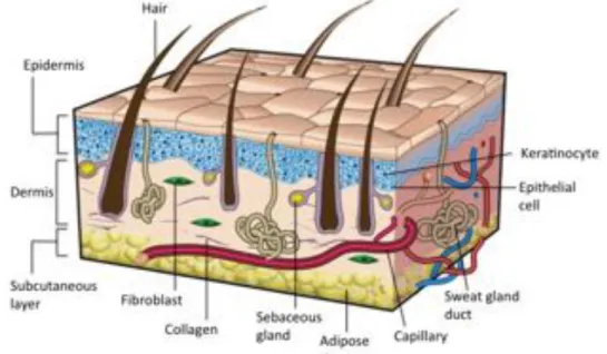 Figure  I.1  –  Sectional  view  of  the  three  layers  of  skin,  its  appendages  and  the  main  cellular  constituents