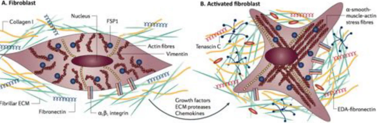 Figure  I.5  -  Fibroblast  activation.  (A)  At  its  normal  state,  fibroblasts  are  embedded  within  the  extracellular  matrix  (ECM),  containing  large  quantities  of  type  I  collagen  and  fibronectin