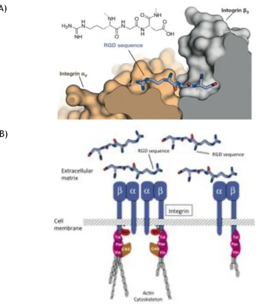 Figure I.6 – RGD-integrin interaction. (A) – Structure of the RGD sequence from fibronectin bound to the  α v  (orange) and β 3  (grey) integrin subunits