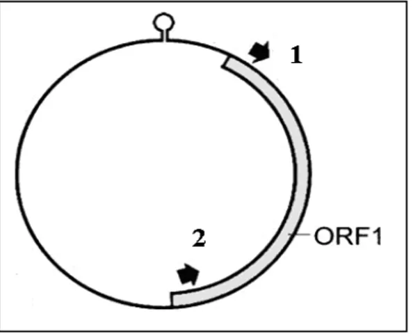 Fig.  3.  Posição  e  orientação  dos  primers 