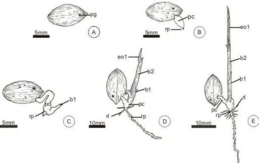 FIGURA 2 – Pirênio e plântulas de Butia capitata, germinados em canteiro: 