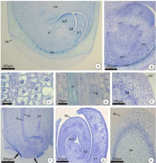 FIGURA 5 – Estrutura da plântula de Butia capitata, após cinco dias (A-E) e oito  dias (F-H) de cultivo (secções longitudinais): 