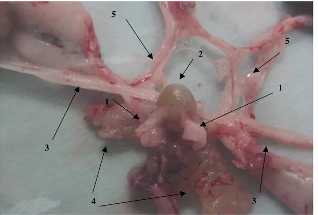 Figura 04 - Fotografia do aparelho geniturinário de um Hamster adulto. As setas um identificam   os  lobos  ventrais  da  próstata