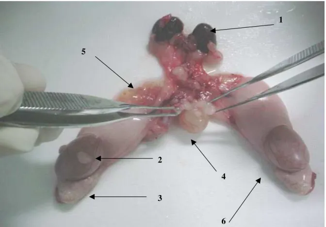 Figura 5- Aparelho  geniturinário do Hamster retirado em  monobloco para estudo anatomopatológico