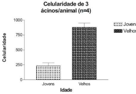 Gráfico 2- Análise da celularidade dos ácinos  da próstata entre Hamsters  jovens e  adultos 