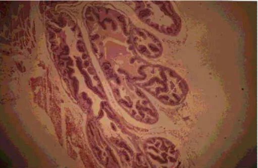 Figura 08- Fotomicrografia de  corte histológico  de ácinos da   próstata ventral  de  Hamster jovem, (HE,  32x)