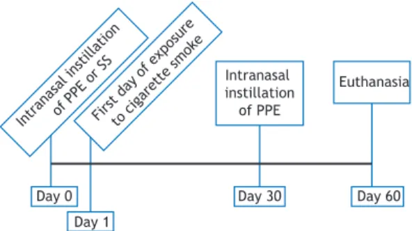 Figure 1. Timeline of the experimental protocol. PPE: 