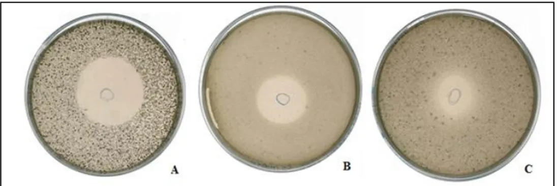 Fig.  6  –  Atividade  antibacteriana  do  isolado  S54c.  A-  M.luteus  (370  mm);  B-  MRSA  (IH1) (250mm); C- S.aureus (200mm) 