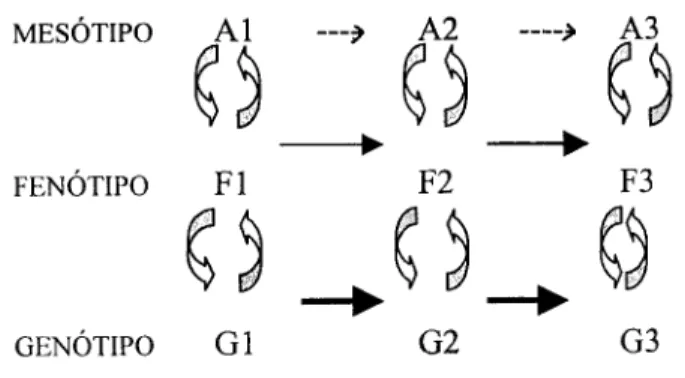 Figura 5 - Modelo da regulação do desenvolvimento, e transações entre genótipo,  fenótipo e mesótipo (Sameroff &amp; Fiese, 2000)