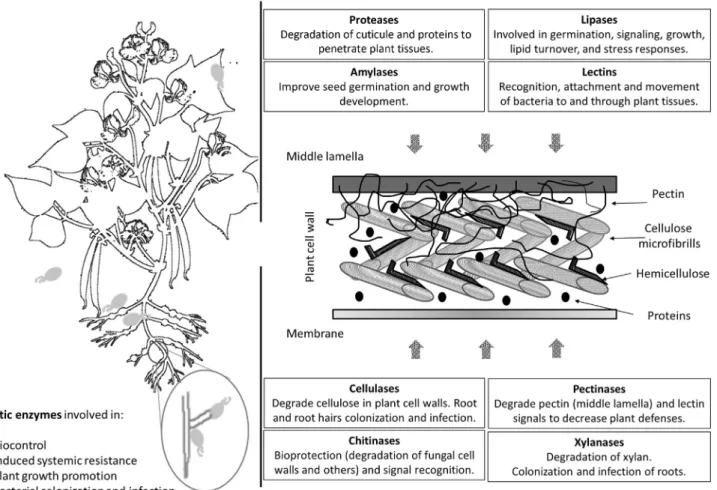 FIGURE 13.1 Main hydrolytic enzymes implicated in plant colonization and plant-bacteria interaction and their mode of action.