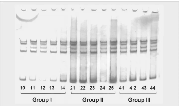 Figure 2 – PCR-SSCP showing no relevant alteration in a 7% polyacrylamide gel for exon 6 of tumor supressor gene TP53 in group I (control, n = 5), group II (initiated, n = 5) and group III (initiated + pb, n = 4)