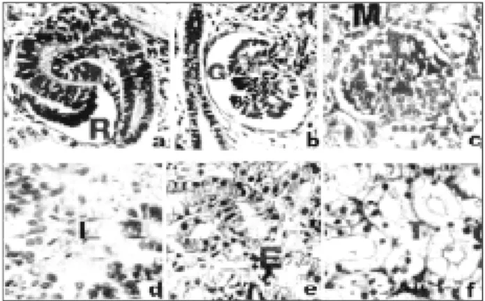 Figure 1 provides a general view of the different types of glomeruli and tubules described above.