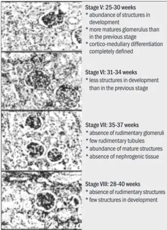 Figure 3 – Human fetal kidney. General view of the Stages V, VI, VII, VIII (26-40 weeks)