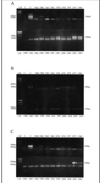 Figure 2 – Electrophoresis gel of genomic DNA extracted from archival tissue from different storage time (xylene-phenol-chroform technique; original magnification) LM: low mass.