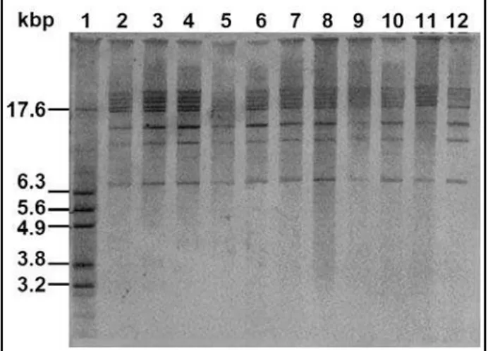 Figure 1 – Ribotypes of S. Enteritidis after hybridization with DIG-labeled 16S+23S  cDNA probe