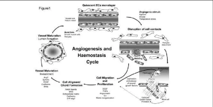 Figure 1 – Angiogenesis and homeostasis cycles. In response to an angiogenic stimulus, the endothelial cell contacts are disrupted, triggering the blood coagulation cascade, in  which several proteases are activated