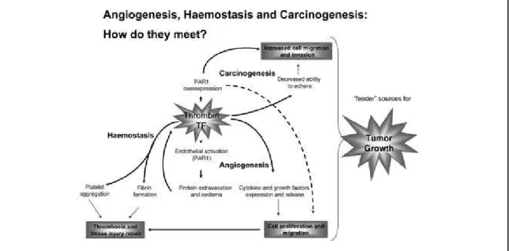 Figure 2 – The central actions of thrombin as mediator of blood coagulation cascade, angiogenesis and carcinogenesis