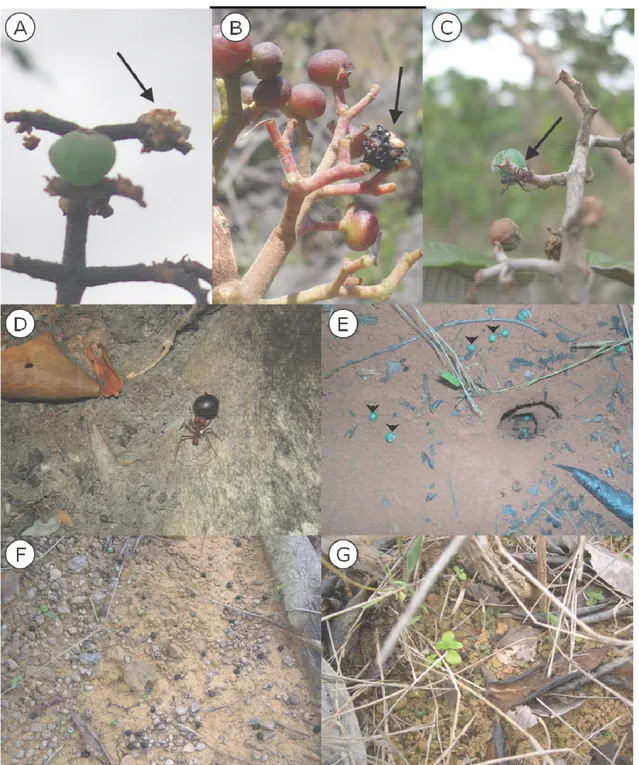 Figure  1.  Bird  and  ant  frugivory  in  Miconia.  A-  mashed  fruit  of  M.  albicans;  B-  mashed  fruit of M