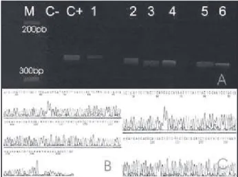 Figure 1 –  A: Evaluation of DNA amplification by polyacrylamide gel electrophoresis. 