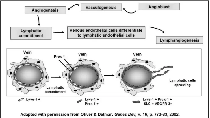 Figure 1 – Simplified representation of embryonic human lymphatic vessel differentiation