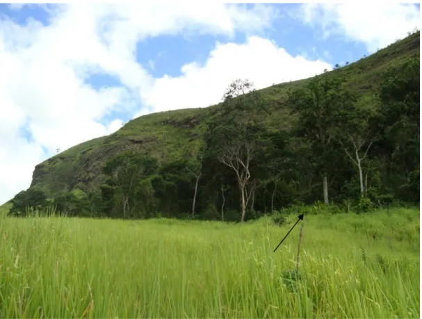 Figura 4.11. Fragmento Florestal 1, designado pelos tikmũ’ũn como mĩkaxkaka (pé da pedra)