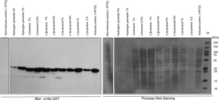 Fig. 2. The results of the immuno-detection of anti-Histag on the recombinant BUX.s00647.112 protein resistance assays