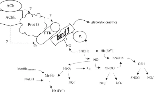 Figura 2. Hipótese para o possível papel da AChE no mecanismo de tradução de sinal, em resposta à  acção  da  ACh,  nos  níveis  de  produção  de  nitritos  e  nitratos,  em  suspensões  de  eritrócitos  humanos