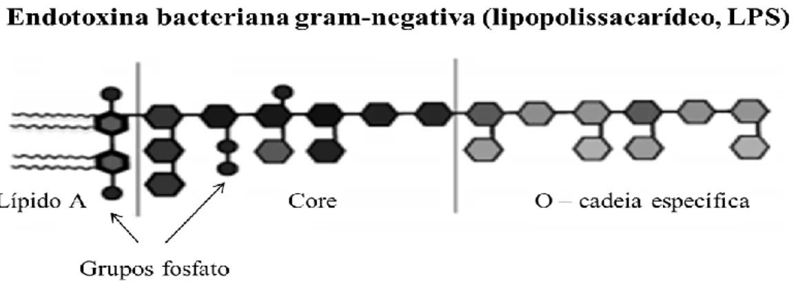 Figura 1.3 - Esquema ilustrativo da estrutura do lipopolissacarídeo (LPS) de uma bactéria Gram- Gram-negativa