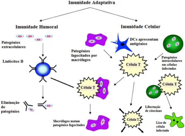 Figura 1.4 – Esquema ilustrativo dos vários componentes da resposta adaptativa - Resposta humoral  e  celular,  iniciada  por  células  dendríticas  (DCs)