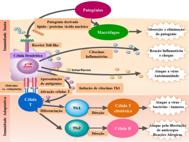 Figura 1.5  – Esquema ilustrativo da resposta imune – Resposta Inata e Adaptativa, iniciada por DCs ou  macrófagos,  células  capazes  de  ativar  as  células  T  de  repouso  e  de  iniciar  uma  resposta  imunológica  primária  e  de  memória