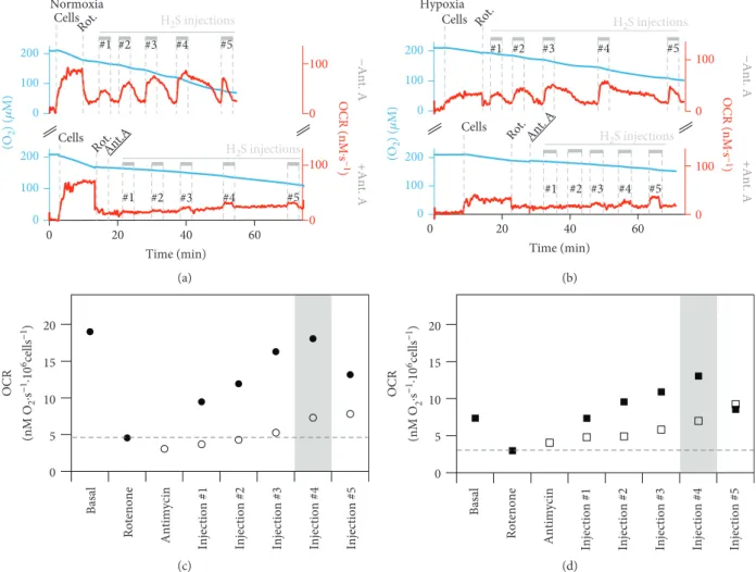 Figure 1: Stimulation of O 2 consumption by sul ﬁ de. Representative oxygen consumption traces (blue) and corresponding O 2 consumption rate (OCR, red traces) acquired with normoxic (a) or hypoxia-treated SW480 cells (b), following the addition of cells (4