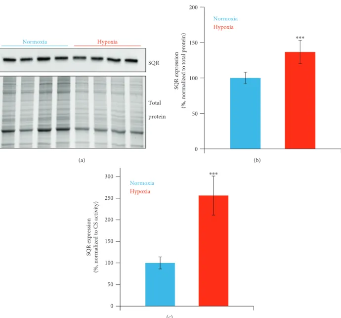 Figure 3: E ﬀ ect of hypoxia on SQR expression. Representative Western blot analyzing SQR expression in normoxic and hypoxia-exposed SW480 cells (a), with the corresponding total protein load quantitation by stain-free imaging technology (see Materials and